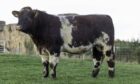 SALE LEADER: This Beef Shorthorn bull topped at £17,500. Image: Anne MacPherson.