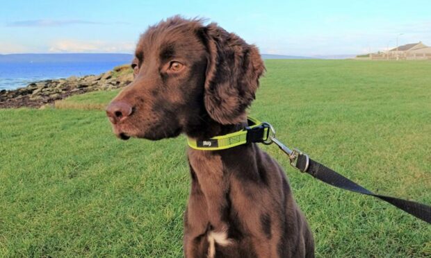 Keegan has settled in well to live on Orkney. Image: Orkney Drugs Dog.
