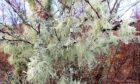 A rich adornment of lichens cover a birch in the Trossachs. Image: Keith Broomfield