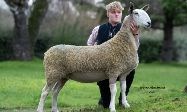 OVERALL CHAMPION: This gimmer from Kirkstead sold for the top price of 6,500gns. Image: Wayne Hutchinson