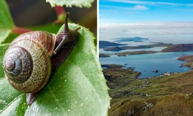 Gerard MacDonald forages snails on Barra for gourmet dinner plates believing he is offering hope in a time of loss, but others shudder at the thought. Image: DC Thomson.