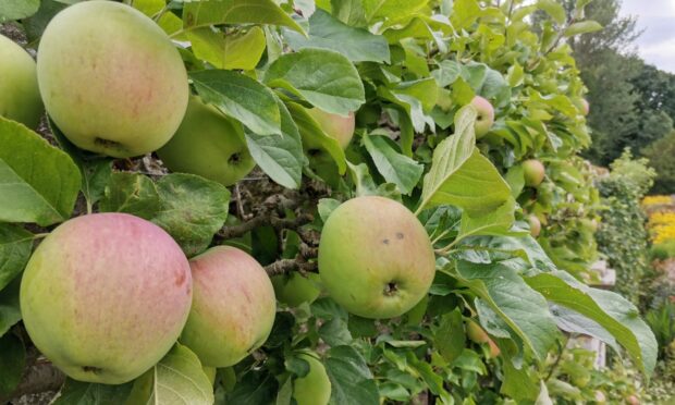 The beautiful and rewarding sight of a well cared for Bramley’s Seedling apple tree.