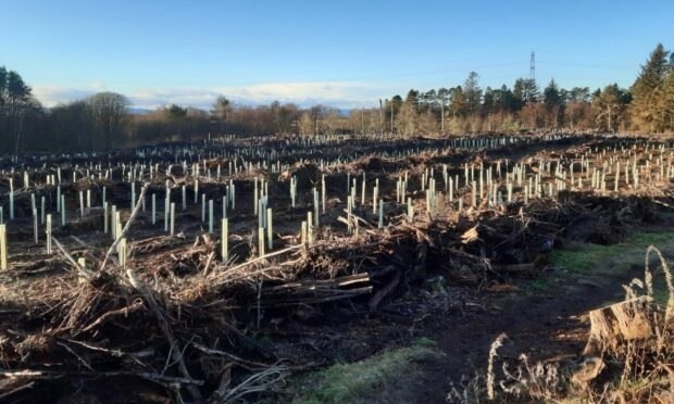 More than 7,000 trees have been replanted at Carnie Woods, near Westhill, following the devastation of Storm Frank. Image: Aberdeen City Council