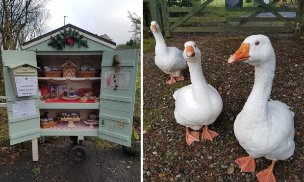 An honesty box operated by Crianlarich's Crazy Goose Lady is to go under lock and key, because too many people were pinching the cakes without paying.