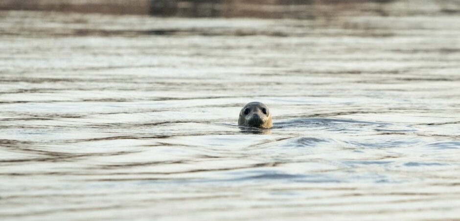 A solitary seal pokes his head out of the water at Newburgh. 