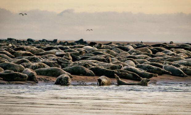 seals newburgh