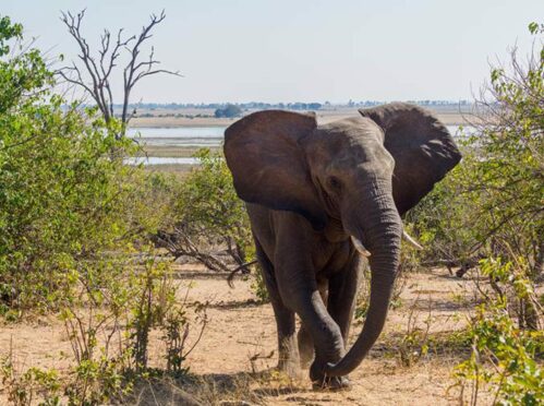 Elephant walking away from river next to a tree