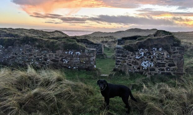 Gayle's Labrador in front of the ruins of the 12th Century Forvie Kirk - the only reminder of the 'lost' community.