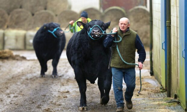 Graeme Fraser from Newton of Idvies, in Angus, preparing his bulls for the Stirling sale. Image: Gareth Jennings