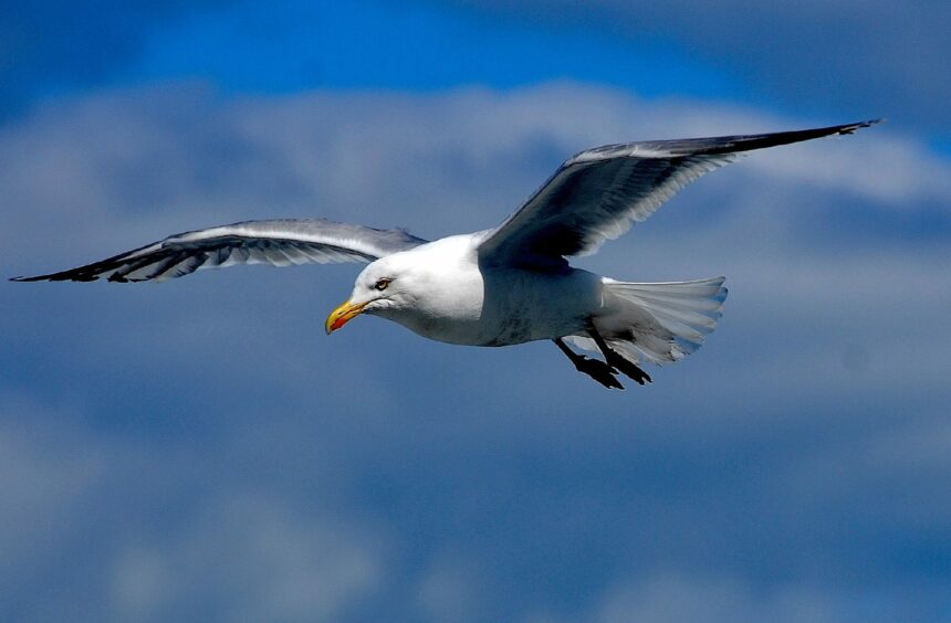 Herring gull.