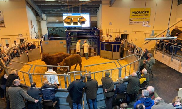 United Auctions held its first Huntly store sale of the year on Saturday