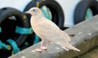 Iceland gull at Fraserburgh. Fraserburgh. Image: Keith Broomfield