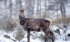 Assynt residents have shared fears about animal welfare breaches following an incident with a mis-shot deer near Quinag.  Image: Freck Fraser/ Scottish Gamekeeper's Association.