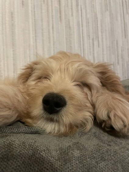 Now, we can’t be sure, but we’re pretty confident that Barney is the bestest, most snuggly sleeper ever! Leanne Kemlo’s 12-week-old cockapoo takes adorable napping to another level in Letham, Angus.