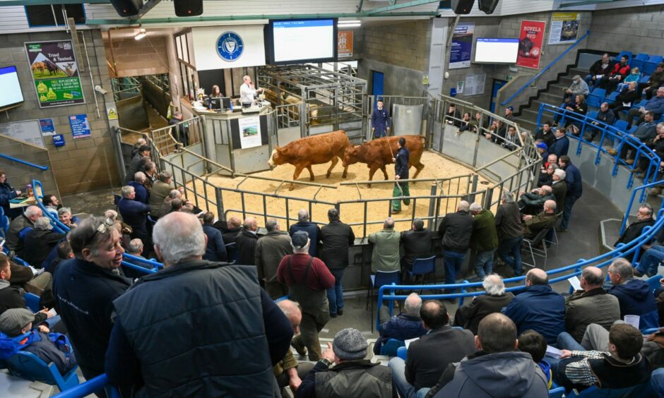 More than 1,100 store cattle sold at the first sale of the year