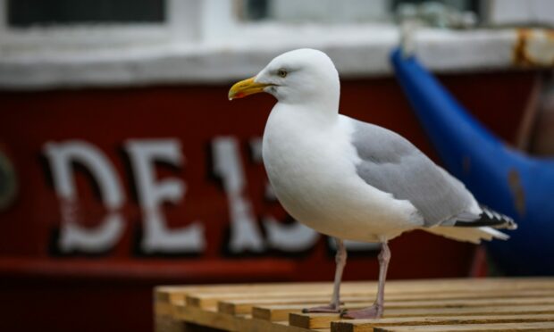 Gulls are the scourge of communities such as Torry in Aberdeen. Pic: Kris Miller/DC Thomson Media.
