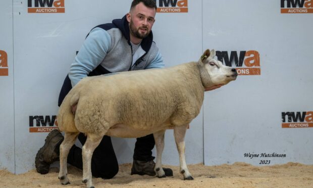 Stuart Wood sold the top priced Beltex at 1,500gns. Image: Wayne Hutchinson