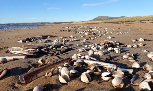 Largo Bay is a rich place to seek shellfish. Image: Keith Broomfield