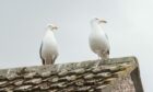 Aberdeenshire Council received 118 complaints about seagulls last year. Image: Jason Hedges/DC Thomson