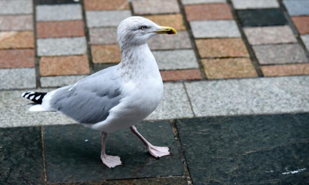 A Herring gull, a species of seagull. Image: Sandy McCook/DC Thomson