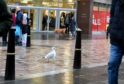 A sea Gull in Inverness waiting for a shopper to emerge, as calls are made to allow the seagull to live and let live