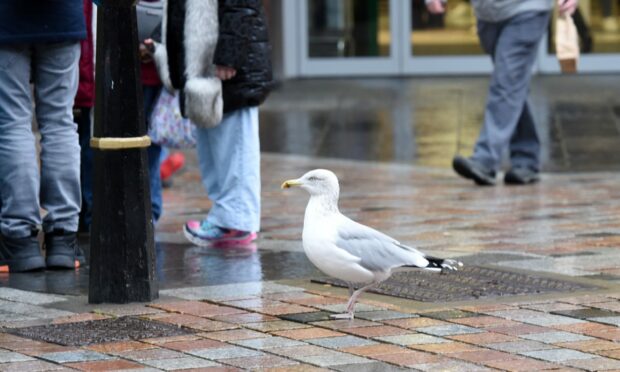 A seagull on Inverness high street, which has a big gull problem