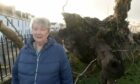 Rosie MacDonald of the Beauly Community Council  with the remains of the 800-year-old tree. Image Sandy McCook/DC Thomson