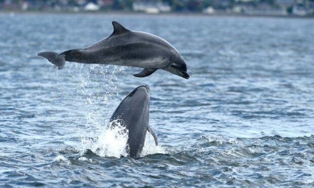 Two dolphins jumping out of the water at Chanonry Point
