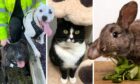 These animals in the care of the Scottish SPCA are now looking for their next home. Image: Scottish SPCA