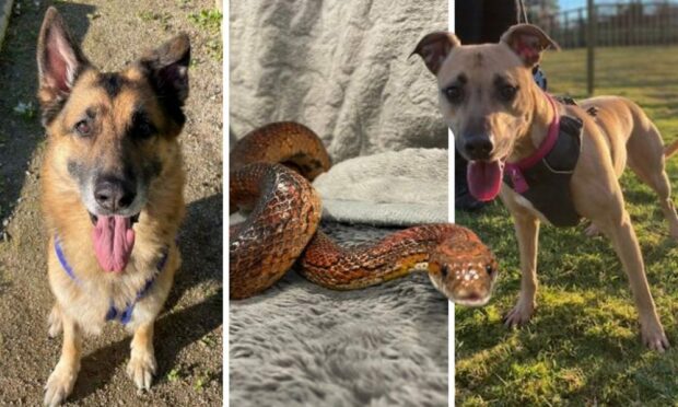 Thor, Micky and Keela are all looking for their forever home in this week's Scottish SPCA appeal.
