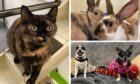 Phoenix, Sasha, Sophia, Tommy and Ruby are some of the Scottish SPCA animals up for adoption. Image: Scottish SPCA