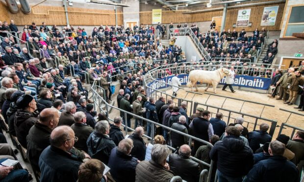 Strong demand: The Charolais breed has witnessed a 22% increase on the year for bull sales at society events held across the country. Image: Wullie Marr Photography