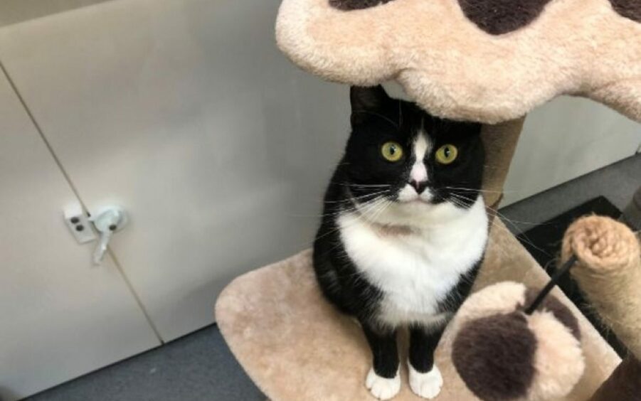  Sienna is a very affectionate cat when she's ready for affection. Image: Scottish SPCA