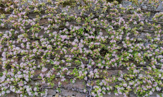 Spring blossom leads to apples but to achieve all this you have to prune!