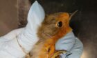 The robin was discovered entangled in a skip on Monday in the village of New Deer. Image: New Arc.