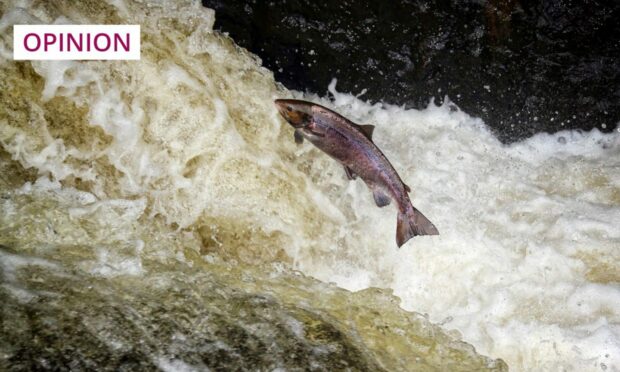 The future of Scotland's wild salmon is under threat (Image: Mark Caunt/Shutterstock)