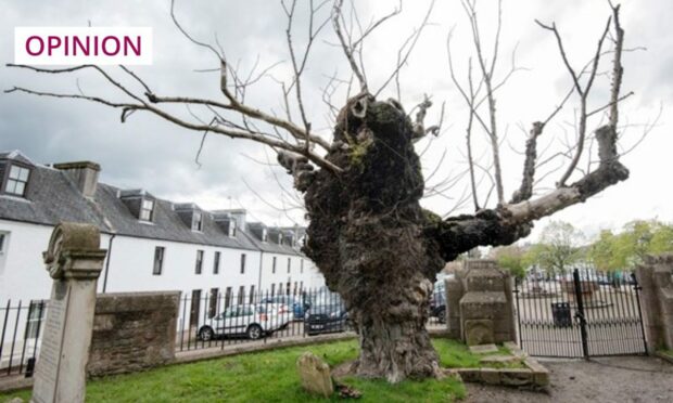 Beauly's wych elm was believed to be Europe's oldest (Image: Historic Environment Scotland)