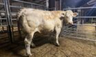 This pure Charolais cow from Tore Mains sold for £2,360