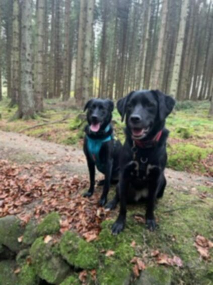Taking a quick breather are two-year-old Romanian rescues Nuala and Rosie at Beescraig Park, sent in by owner Nicky Lynch from Dunfermline.