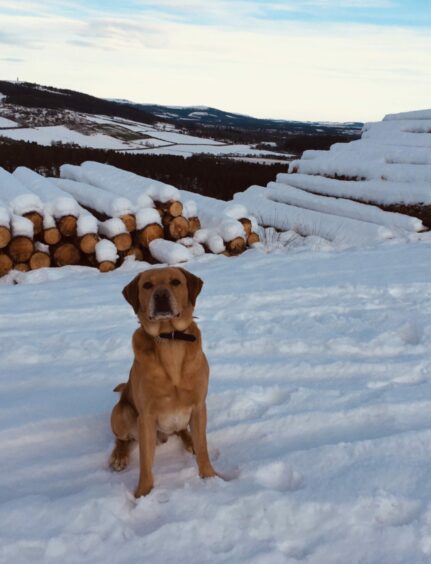Enjoying the heavy snow at Bogendreip is three-year-old Labrador Barney whose owners Graham and Tanya Sinclair sent in this picture.