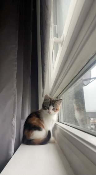Danielle from Aberdeen sent in this picture of Millie looking like a little ornament on the windowsill.