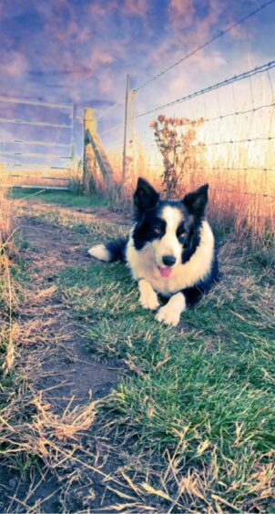 Looking fly and sharp is Fly Sharp the collie who lives with Graeme and Sarah Sharp in Kintore.