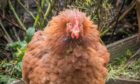 Dolly Part-hen is this week's top Pet portrait! Image: Beverley Harrow