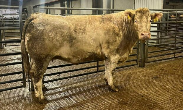 This Charolais cow made a new centre record of £2,750