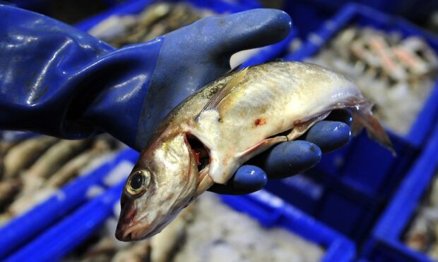 Peterhead fish market is at the centre of a storm over bidding practices. Image: Basia Wright