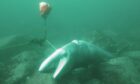 A whale caught on a rope on the sea bed. Image: SMASS and Shetland Dive Club.