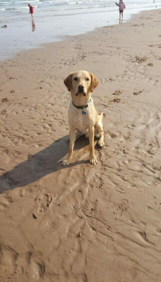 Brilliant beach-lover Benny sparkles on the sand at Lunan Bay. The handsome hound lives with Leanne McDougall in Bankfoot, Perthshire.