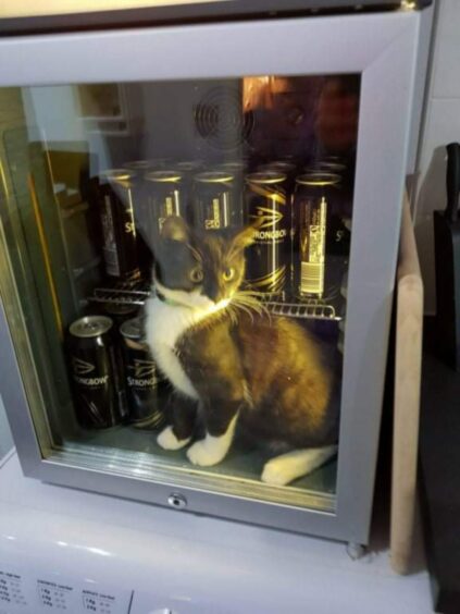 Debbie Reid from Arbroath's cat is figuring out which cider to have in their own unique way. 