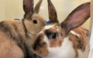 Rabbits Sasha and Sophia are among those who have been supported by the SSPCA. Image: SSPCA