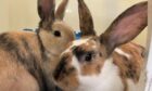 Rabbits Sasha and Sophia are among those who have been supported by the SSPCA. Image: SSPCA